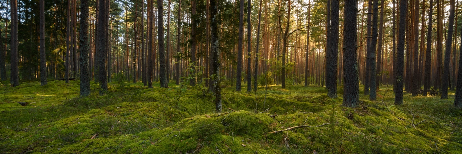 Mokurai – Weg der Geistesschulung – Sonnenlicht im Wald