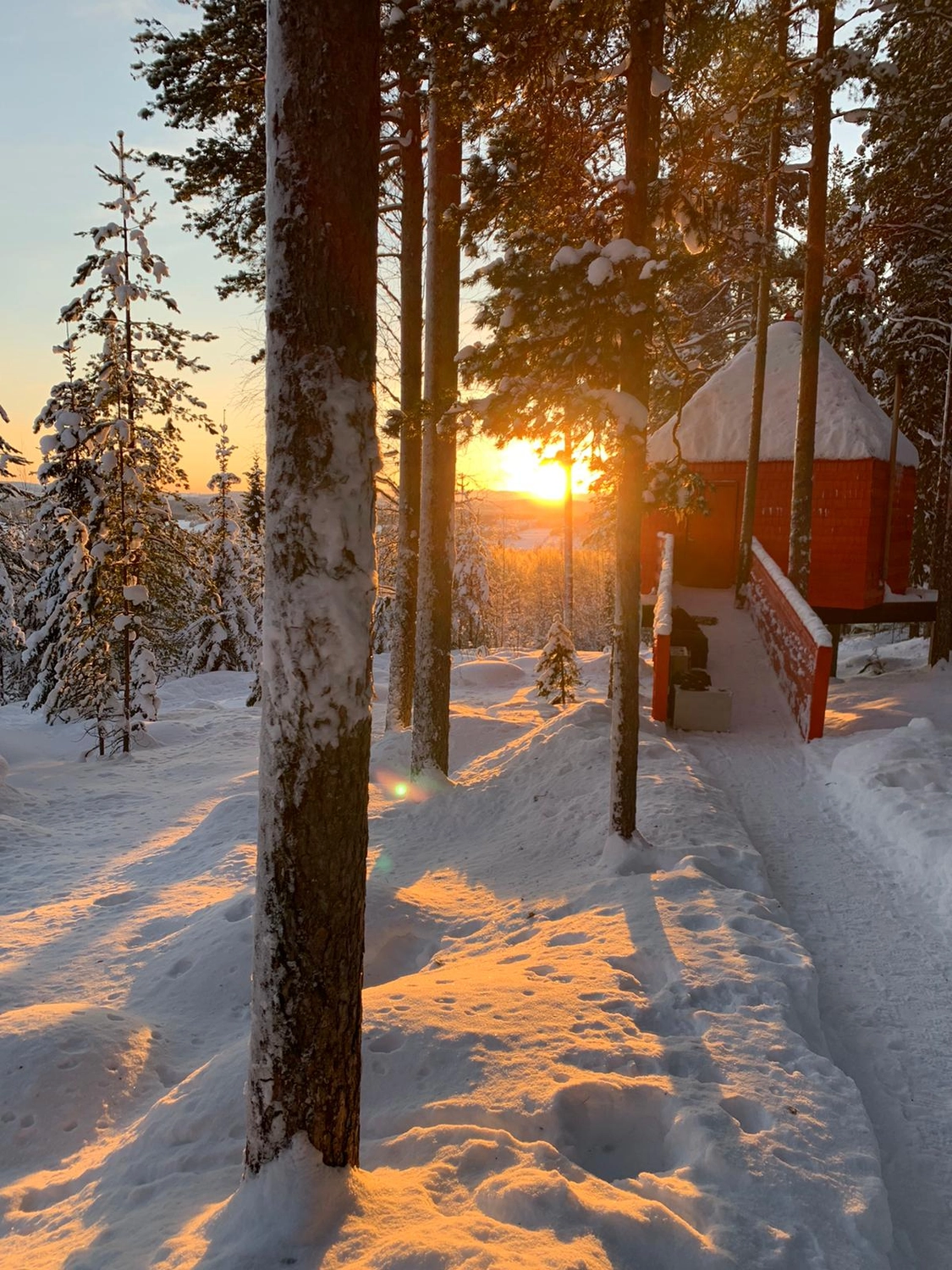 Mokurai – Weg der Geistesschulung – Aufnahme aus einem Wald mit Schnee