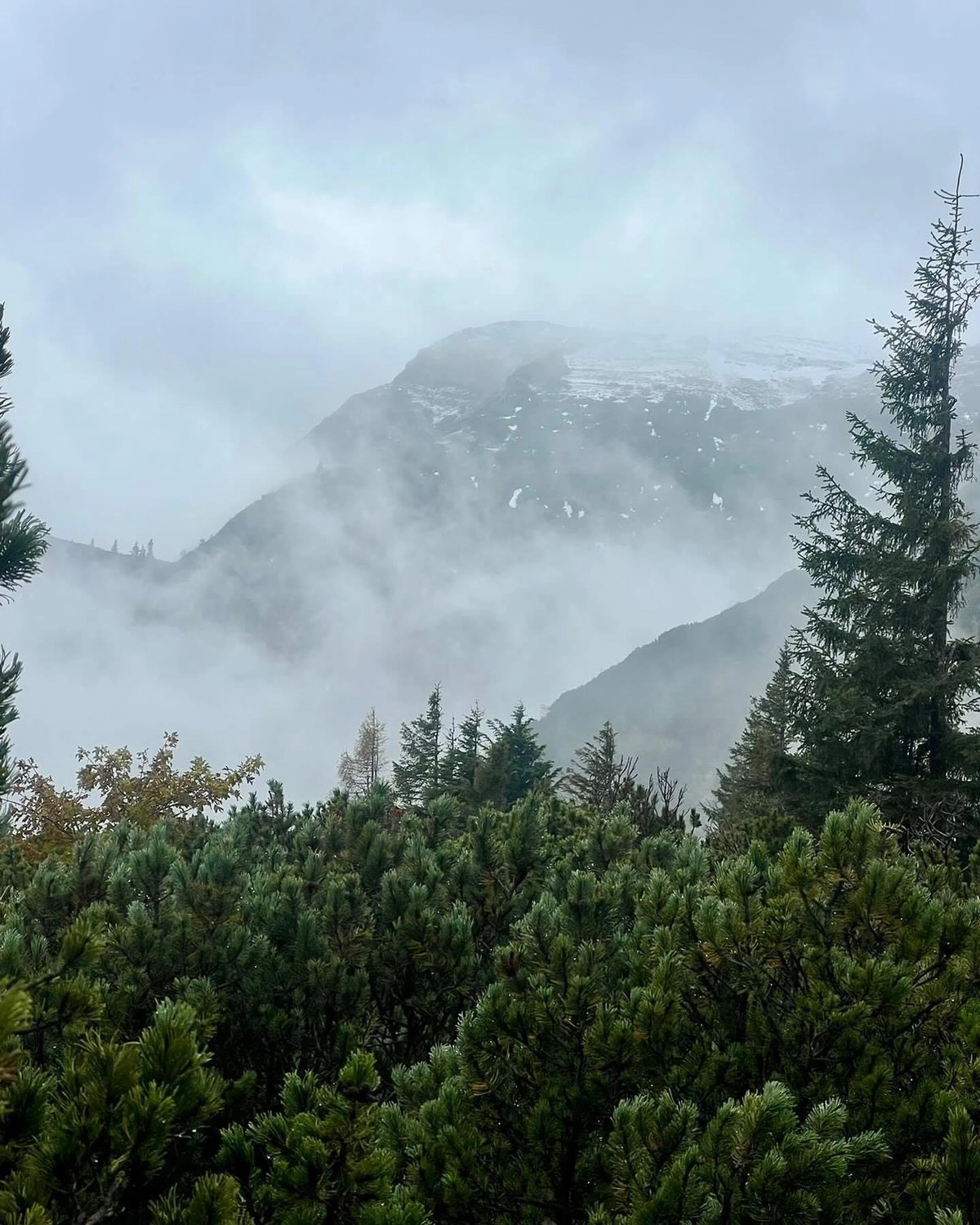 Mokurai – Weg der Geistesschulung - Aufnahme aus einem Wald mit Bergen